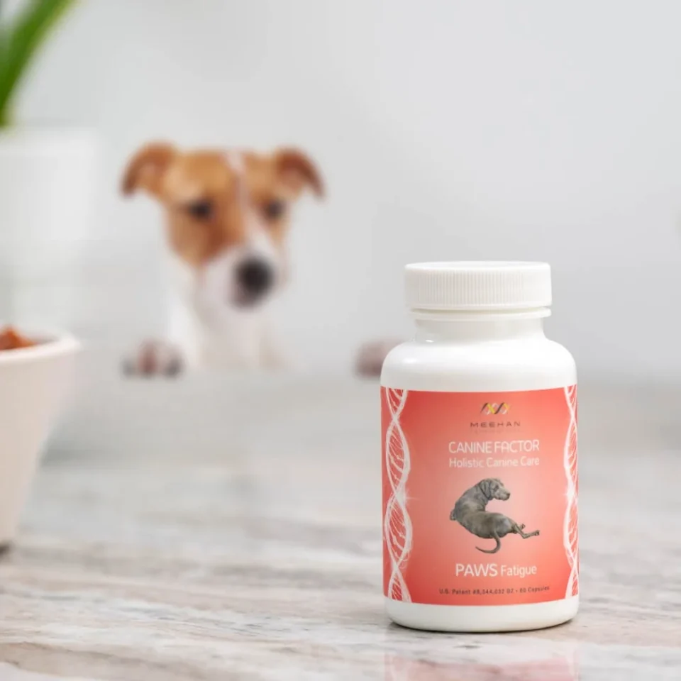 Canine Factor | PAWS Fatigue | Boost Your Pets Energy - Image 2