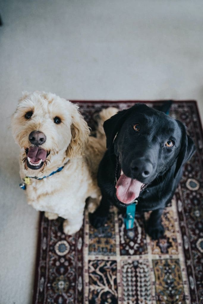 A blonde dog and a black dog sitting on a carpet