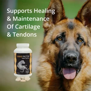 Best joint and collagen supplement for dogs