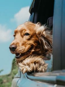 Golden dog hanging out of car window