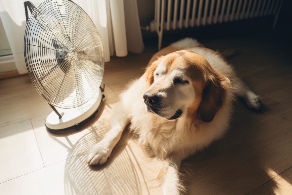 Golden Retriever dog laying in front of a fan
