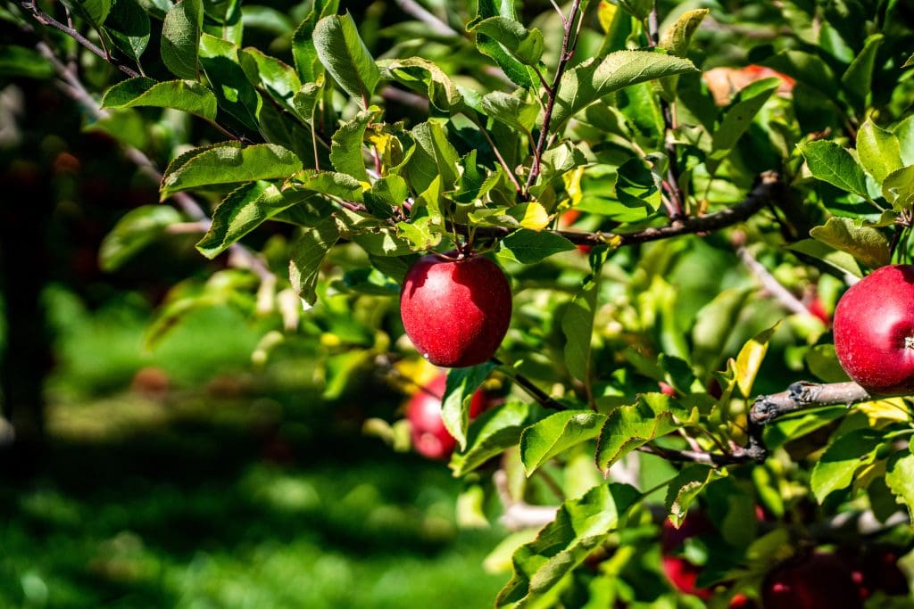 green leaves and red apples on a tree