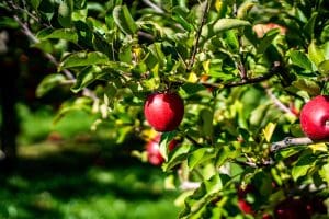 green leaves and red apples on a tree