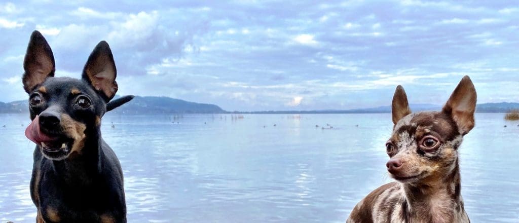 two chihuahua on the shoreline