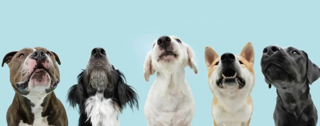 A group of different dog breeds in a line