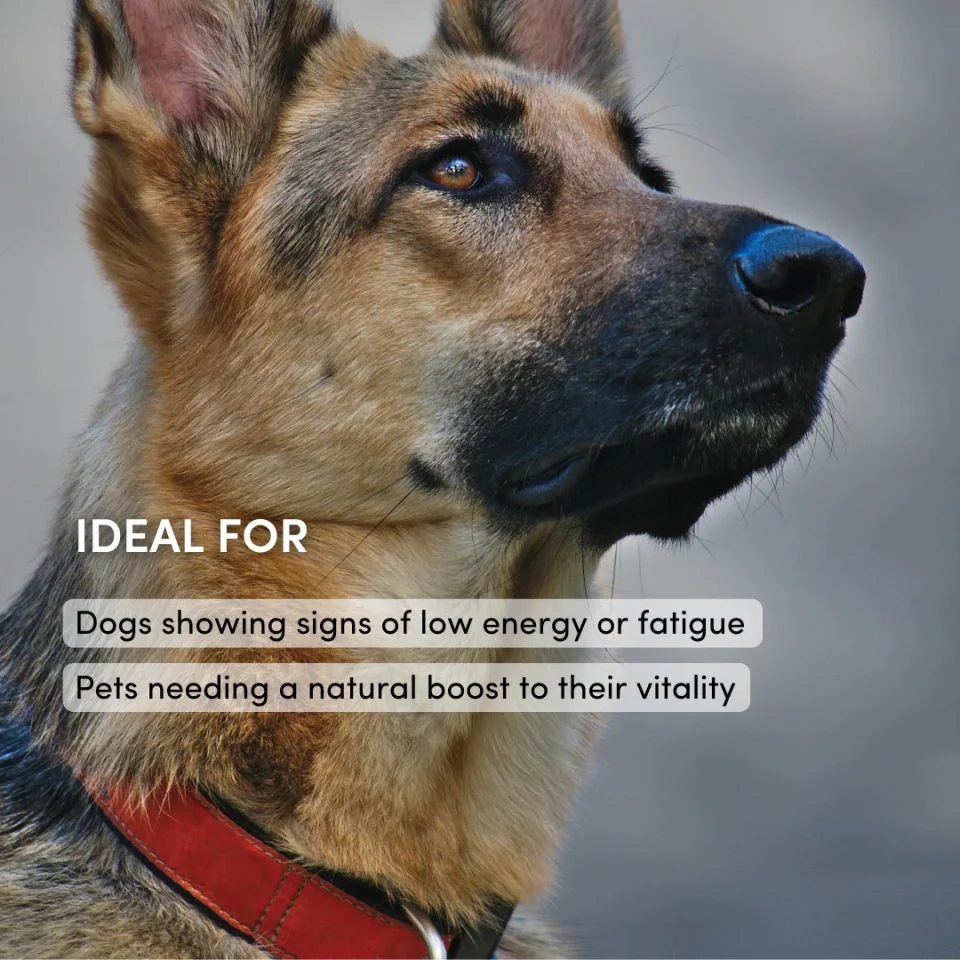 Canine Factor | PAWS Fatigue | Boost Your Pets Energy - Image 3