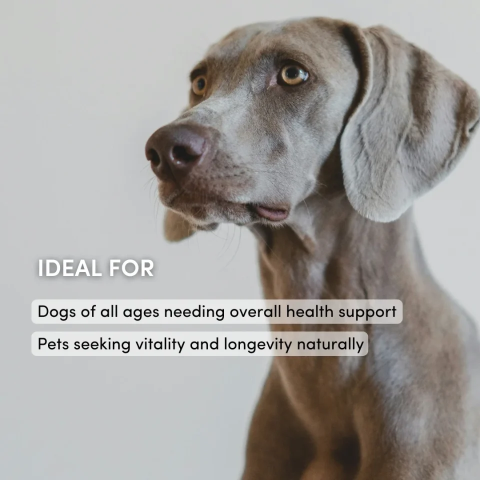 Holistic Canine Care PAWS Time-Antioxidant - Image 3